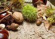 Nuts and leaves