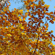 Herbst