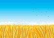 Fall landscape of yellow Grain fields with Wheat.
