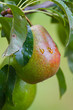 La bonne poire