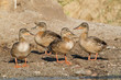 canards