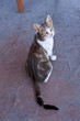 Katze auf Samos