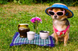 Tiny dog wearing t-shirt,hat,glasses relaxing in meadow