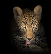 leopard in the dark