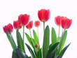 Tulpenstrauss