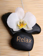 Wellness Wellness