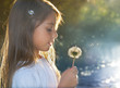Blowing dandelion at sunset