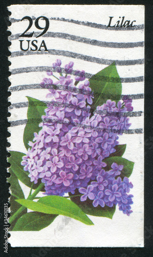 Photo: flower Lilac flower Lilac