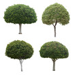 Young trees isolated on white