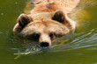 Braun Bär