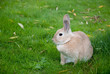 Photo: Rabbit Sitting On Green Meadow Rabbit Sitting On Green Meadow