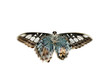 clipper butterfly