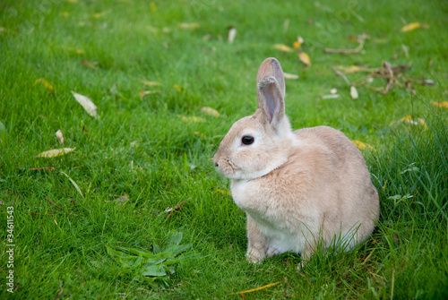 Photo: Rabbit Sitting On Green Meadow Rabbit Sitting On Green Meadow