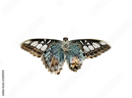 Photo: clipper butterfly clipper butterfly