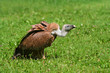 Gänsegeier