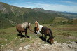 Chevaux et puy de Dôme en arriere plan