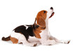 Hundegejammer