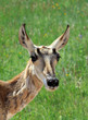 Pronghorn