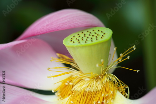 Foto: 蓮花托 (東京・上野不忍池) 蓮花托 (東京・上野不忍池)