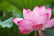 Foto: 蓮華 (東京・上野不忍池) 蓮華 (東京・上野不忍池)