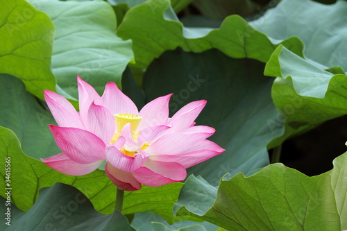 Foto: 蓮華 (東京・上野不忍池) 蓮華 (東京・上野不忍池)