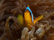 Malediven Anemonenfisch