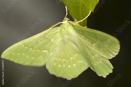 Photo: Geometra papilionaria Geometra papilionaria