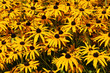 Orange Winter Dasies