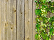 a old wooden fence and a climber plant hop
