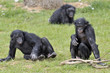 Bonobos