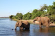 elephants at chobe river in Botswana