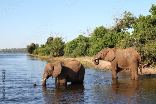 Foto: elephants at chobe river in Botswana elephants at chobe river in Botswana