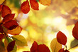 Herbstlaub
