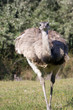 Greater rhea (Rhea americana)