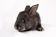 Photo: small, furry, gray rabbit on a white background small, furry, gray rabbit on a white background