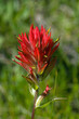 Indian Paintbrush - wildflower Indian Paintbrush - wildflower