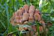 Les champignons