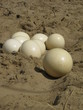 Eier vom Vogel Strauß