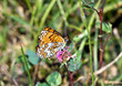 farfalla