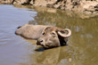 water buffalo