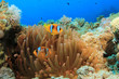 Fluorescent Red Anemone and Pair of Clownfish