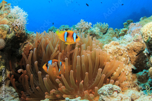 Photo: Fluorescent Red Anemone and Pair of Clownfish Fluorescent Red Anemone and Pair of Clownfish