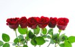 canvas print picture - red roses