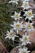 Quelques edelweiss