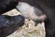 Kälbchen trinkt Milch am Euter der Kuh