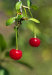 Two cherries on a branch