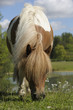 Poney Shetland qui broute