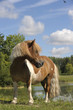 Poney Shetland pie en liberté