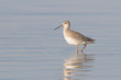 an adult of Spotted Redshank in water / Tringa erythropus