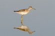 Wood Sandpiper in water with reflection / Tringa glareola